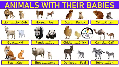 Animals With Their Young Ones| Animals And Their Babies - Vocabulary Point