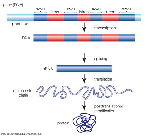 Gene | Definition, Structure, Expression, & Facts | Britannica