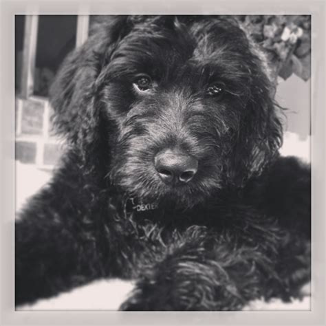 Dexter our black goldendoodle!! Goldendoodle Haircuts, Mini ...