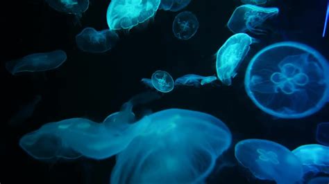 استوک فوتیج : عروس دریایی 308737 Jellyfish - مزرعه فوتیج