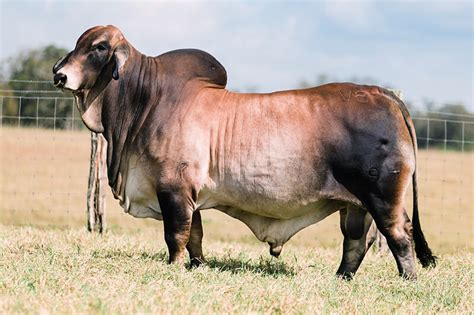 Our Cattle Sires - B.R. Cutrer, Inc. - BRC Ranch Brahman Bulls