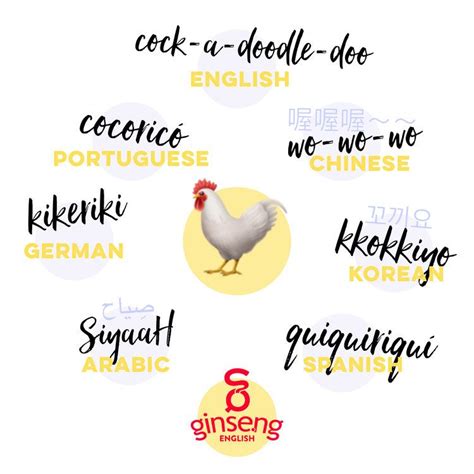 International Roosters! (With images) | Learn english, Learning english ...