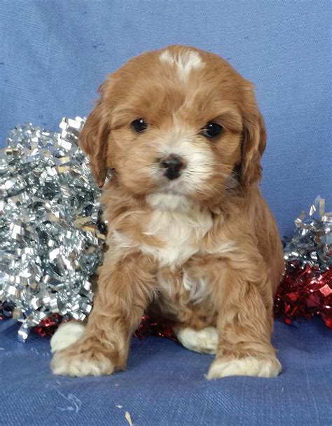 Cockapoo Puppies Breeders Ohio