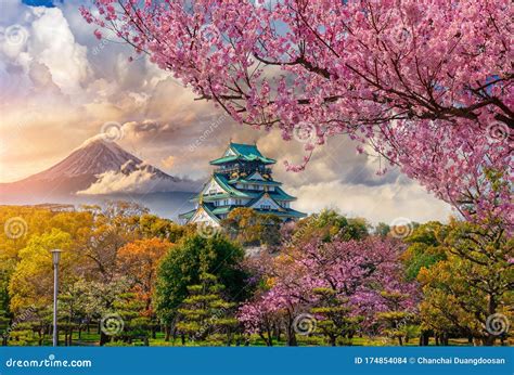 Osaka Castle and Full Cherry Blossom, with Fuji Mountain Background ...