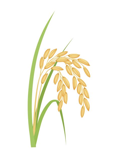 Vector illustration, Paddy with green leaves, isolated on a white ...