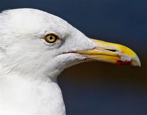 Herring Gull | Audubon Field Guide