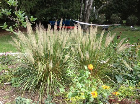 A great performer: Korean feather reed grass | The Impatient Gardener