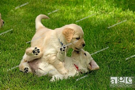 Dog - Golden Retriever puppies playing, Stock Photo, Picture And Rights ...