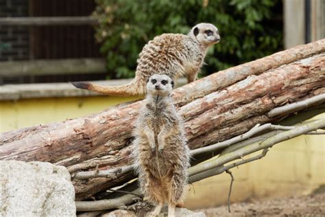 Facilities at Battersea Park Children's Zoo