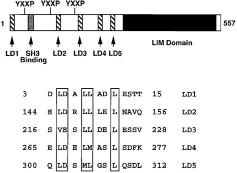 The structure of LD repeats. A schematic of human paxillin structure is... | Download Scientific ...