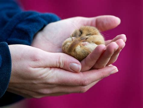 British Wildlife Centre ~ Keeper's Blog: Common Dormouse; Species Profile