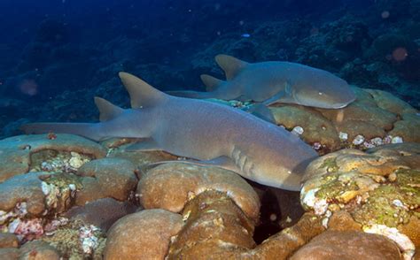 Diving in Corn Island - diamonddiving.co.uk