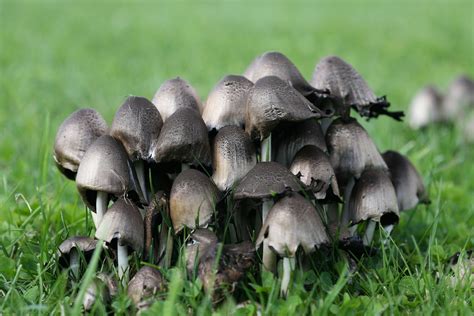 Coprinopsis atramentaria | Fungi, Species, Stuffed mushrooms