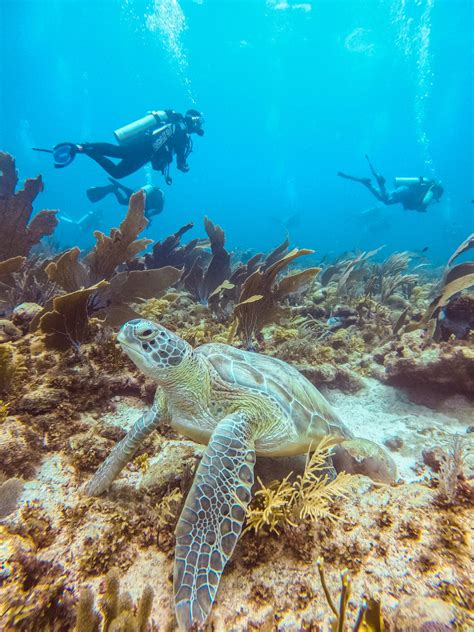 Bonaire Island SCUBA DIVING Guide - Christine Lozada