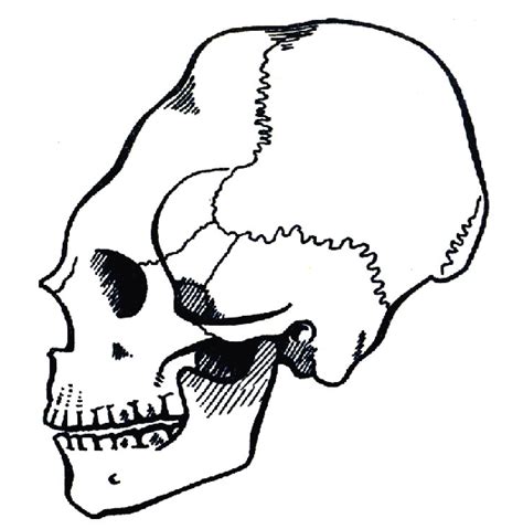 Skull Profile Drawing | Free download on ClipArtMag