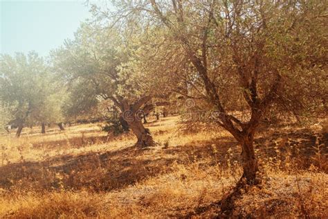 Mediterranean olive trees stock image. Image of summer - 120962405