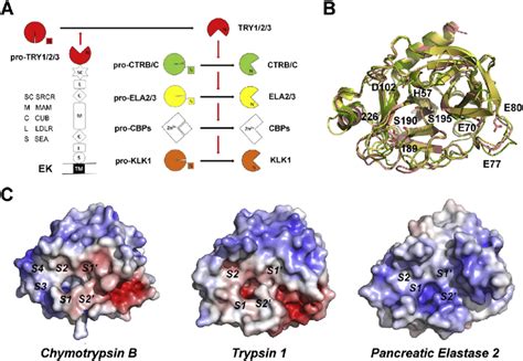 Trypsin-like serine proteases in the digestive tract of the small... | Download Scientific Diagram