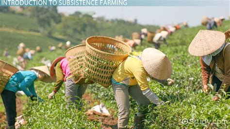 Subsistence Farming: Definition & Examples - Video & Lesson Transcript | Study.com