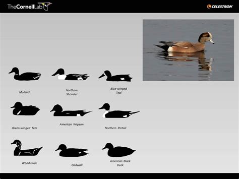 Duck and Waterfowl Identification—try a free quiz | Bird Academy • The ...