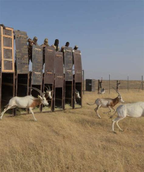 Armed conflicts in Sahara and Sahel endangering wildlife in the region | Universidad de Granada