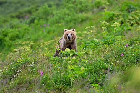 Kodiak Grizzly Bear Fun Facts | Kodiak Photography Workshops