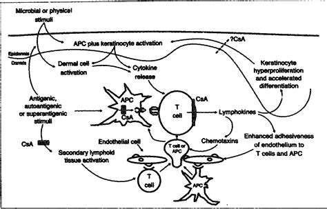 [PDF] The mechanisms of action of cyclosporin A in the treatment of ...