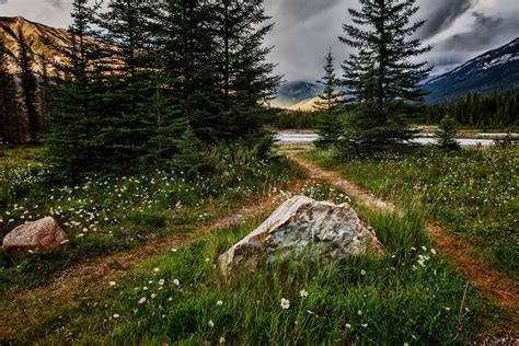 Green pine trees, landscape, lake, pine trees, path HD wallpaper | Wallpaper Flare