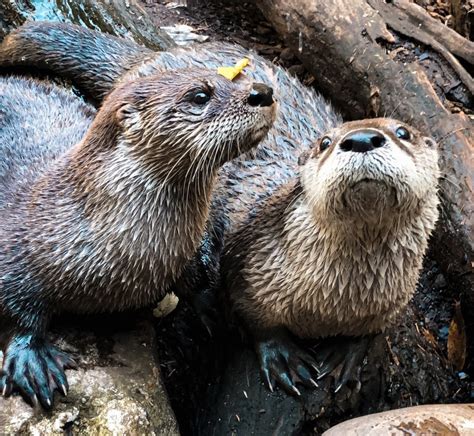 Animal Spotlight: River Otters