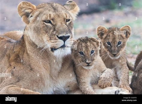 Lioness with two cubs fondling and two cubs looking in to the camera, Masai Mara, Kenya, Africa ...