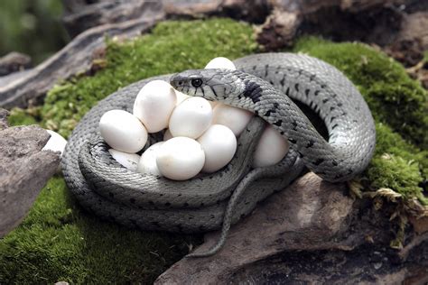 From Egg to Animal | TimeForKids | Snake, Snake in the grass, Nature pictures