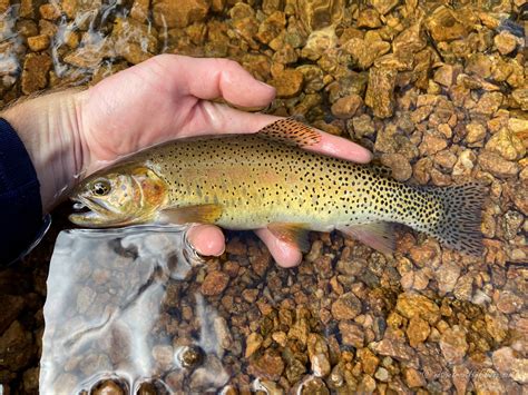 Native Trout Fly Fishing: Greenback Cutthroat Trout