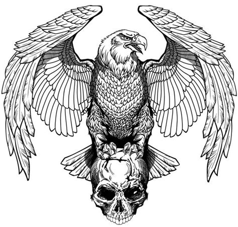 Eagle Skull Drawing