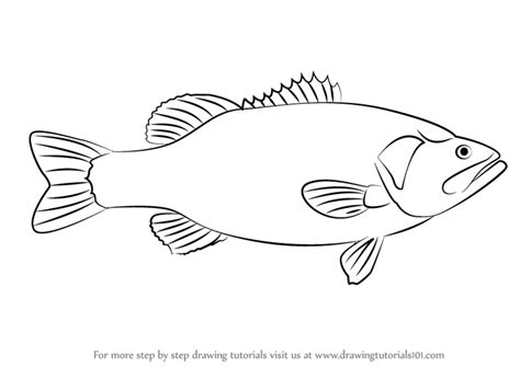 Simple Largemouth Bass Drawing / Bass Fish Sketch Free Vector Eps Cdr Ai Svg Vector Illustration ...