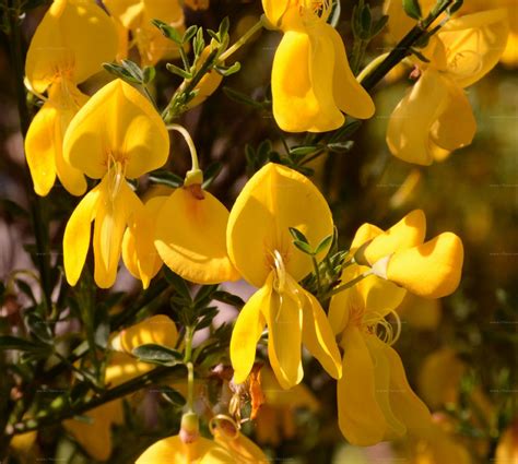 Search for species - Besenginster (Cytisus scoparius (L.) Link)