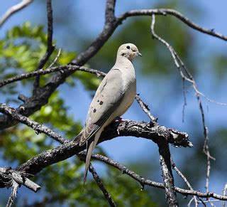 dove-20200526-101 | Dove on a branch, Prescott AZ | Dagny Gromer | Flickr