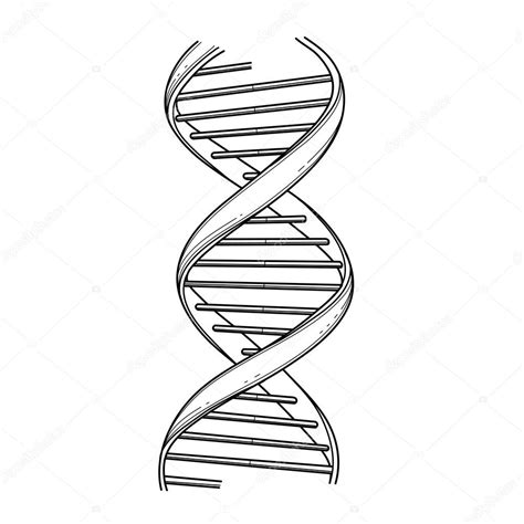 Dna Drawing at GetDrawings | Free download