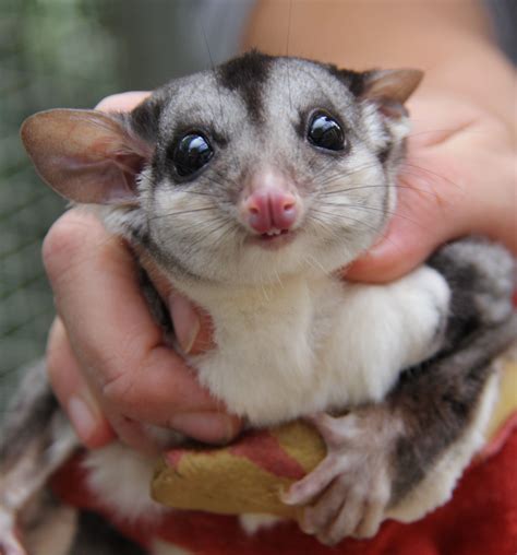 Squirrel gliders have a distinctive membrane of skin that stretches between their front and back ...