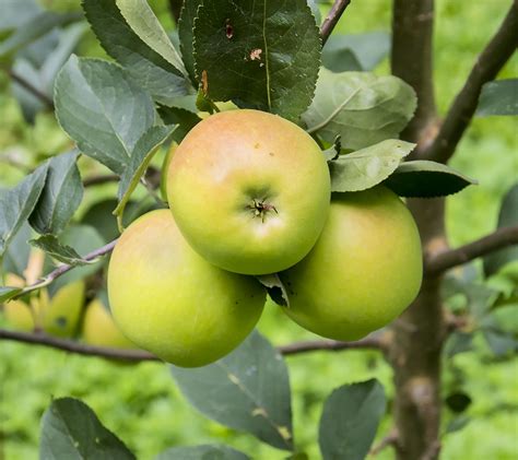 Wild crabapple from kazakhstan | Malus Sieversii