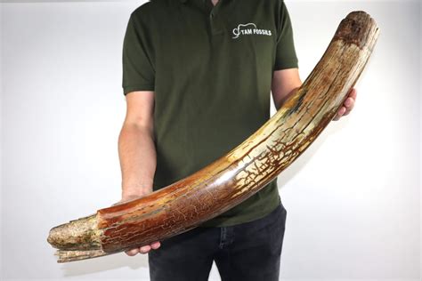 Discover our unique Mammoth Tusks for sale - Tam Fossils