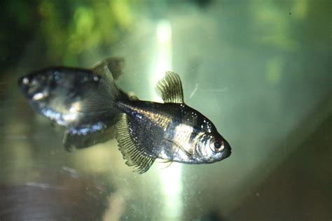 Black Skirt Tetra Profile: Care, Size, Lifespan, Tank Mates, Breeding