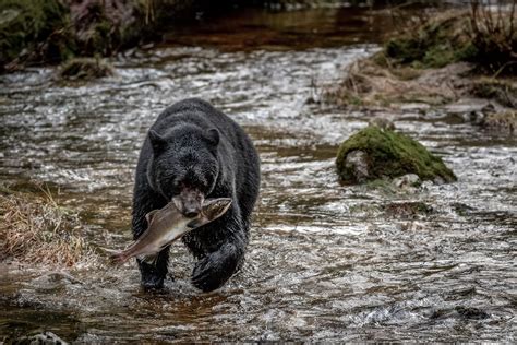 Hikers Find Bear Eating Human Remains Near Great Smoky Mountains ...