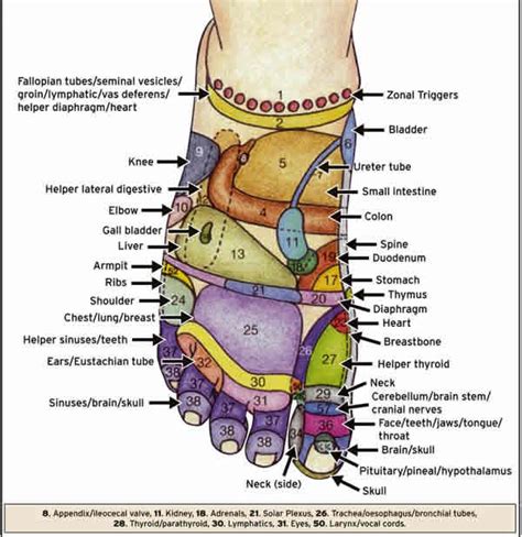 Positive Health Online | Article - Reflexology and Shoulder Issues