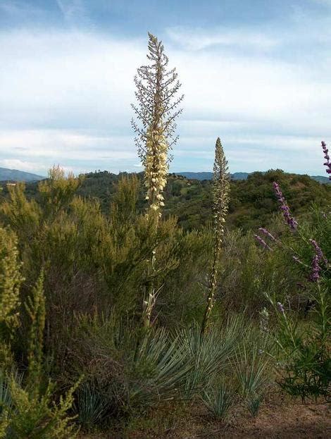 A description and list of California native plants that live in the chaparral plant community.