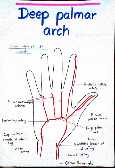 Deep palmar arch | Basic anatomy and physiology, Medical school stuff, Medical anatomy