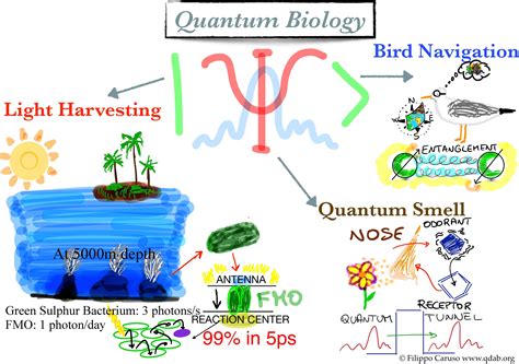 What is Quantum Biology? - Lindau Nobel Laureate Meetings