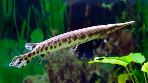 Longnose Gar