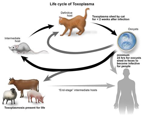 Toxoplasmosis - Symptoms, Causes & Treatment - Santripty