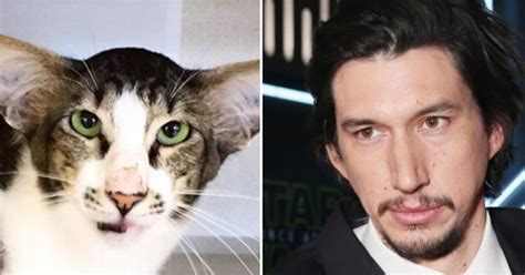 Adam Driver Lookalike Cat Finds New Home Thanks To The Force Of Social Media | HuffPost Canada