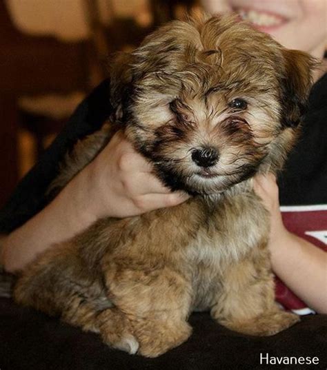 Havanese Training | Havanese puppies for sale, Havanese puppies, Havanese dogs