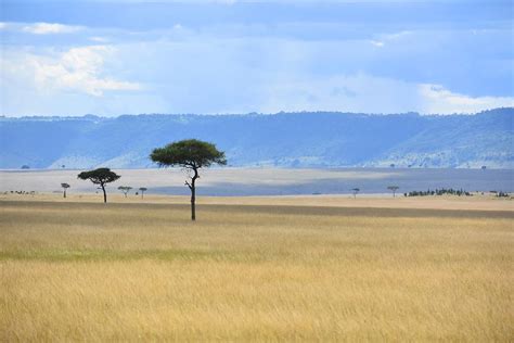 Beautiful Savanna Scenery Photograph by Marta Pawlowski - Fine Art America